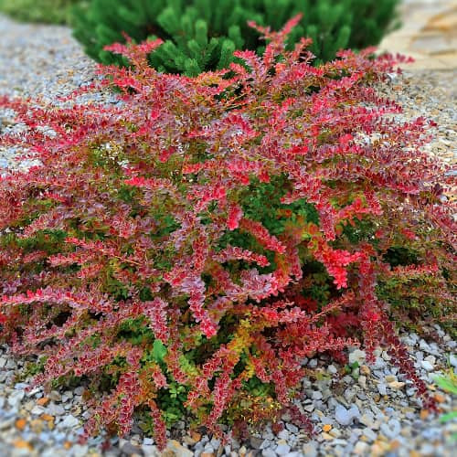 Japán vérborbolya  - Berberis thunbergii 'Golden Ring'