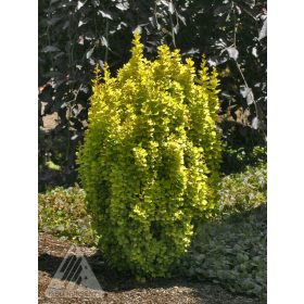   Oszlopos arany japán borbolya  - Berberis thunbergii 'Golden Torch'