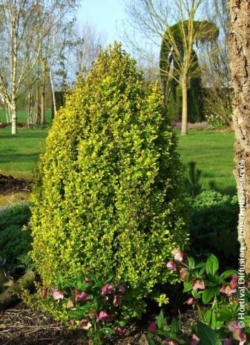 Oszlopos arany japán borbolya  - Berberis thunbergii 'Golden Torch'