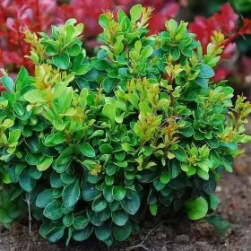   Törpe japán borbolya  - Berberis thunbergii 'Kobold'