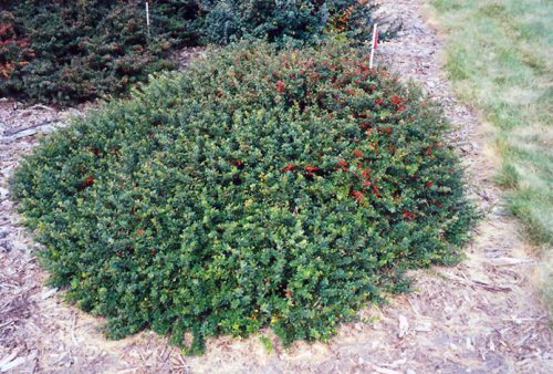 Törpe japán borbolya  - Berberis thunbergii 'Kobold'