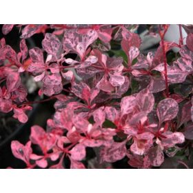   Tarka japán vérborbolya  - Berberis thunbergii 'Pink Perfection'