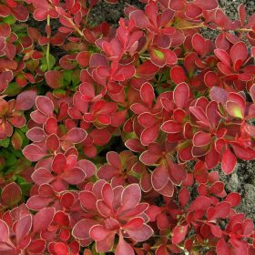  Japán vérborbolya  - Berberis thunbergii 'Red Carpet'
