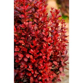  Oszlopos japán vérborbolya - Berberis thunbergii 'Red Torch'