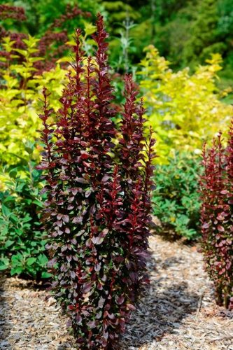 Oszlopos japán vérborbolya - Berberis thunbergii 'Red Torch'