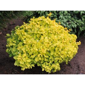   Arany törpe japán borbolya  - Berberis thunbergii 'Tiny Gold'