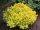 Arany törpe japán borbolya  - Berberis thunbergii 'Tiny Gold'