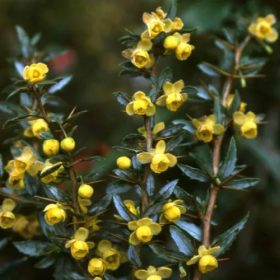   Törpe ezüstös borbolya  - Berberis candidula 'Jytte'