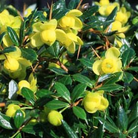   Zöldlevelű borbolya - Berberis x frikartii 'Amstelveen'