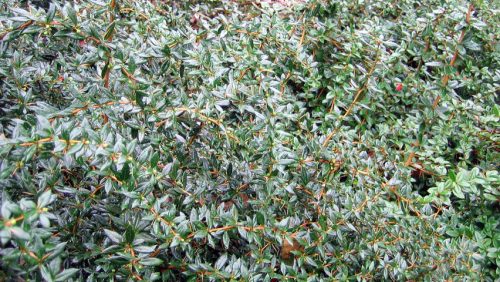 Zöldlevelű borbolya - Berberis x frikartii 'Amstelveen'