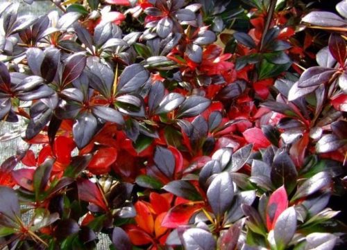 Örökzöld borbolya - Berberis x media 'Parkjuweel'