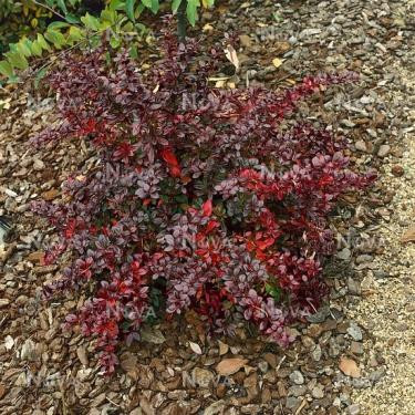 Vörös örökzöld borbolya  - Berberis x media 'Red Jewel'