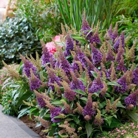   Törpe nyáriorgona 'Butterfly Candy Little Lilla' fajta - Buddleja davidii 'Butterfly Candy Little Lilla'