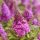 Törpe nyáriorgona - Buddleja davidii 'Butterfly Candy Little Cerise'