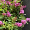 Törpe nyáriorgona - Buddleja davidii 'Butterfly Candy Little Cerise'