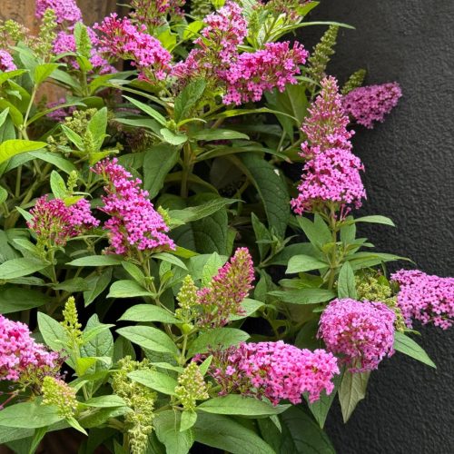 Törpe nyáriorgona - Buddleja davidii 'Butterfly Candy Little Cerise'