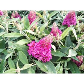   Törpe nyáriorgona 'Tiny Buddy Hot Pink' fajta - Buddleja davidii 'Tiny Buddy Hot Pink'