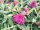Törpe nyáriorgona 'Tiny Buddy Hot Pink' fajta - Buddleja davidii 'Tiny Buddy Hot Pink'