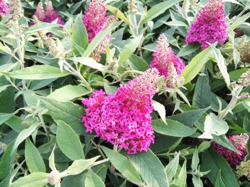 Törpe nyáriorgona 'Tiny Buddy Hot Pink' fajta - Buddleja davidii 'Tiny Buddy Hot Pink'