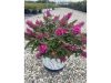 Törpe nyáriorgona 'Tiny Buddy Hot Pink' fajta - Buddleja davidii 'Tiny Buddy Hot Pink'