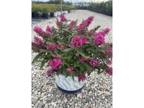 Törpe nyáriorgona  - Buddleja davidii 'Tiny Buddy Hot Pink'