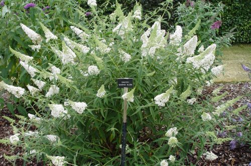 Nyáriorgona  - Buddleja davidii 'Nanho White'