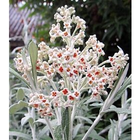   Nyáriorgona 'Silver Anniversary' fajta - Buddleja davidii 'Silver Anniversary'