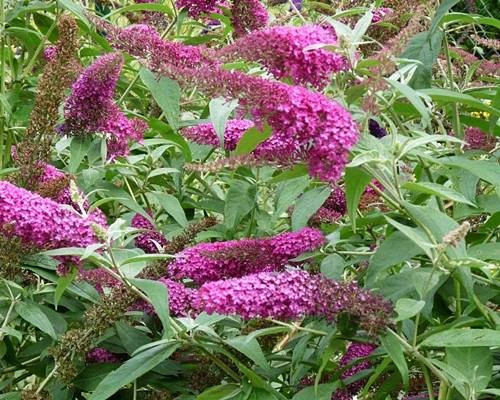Nyáriorgona  - Buddleja davidii 'Summer Beauty'