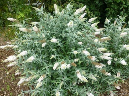 Nyáriorgona  - Buddleja davidii 'White Ball'