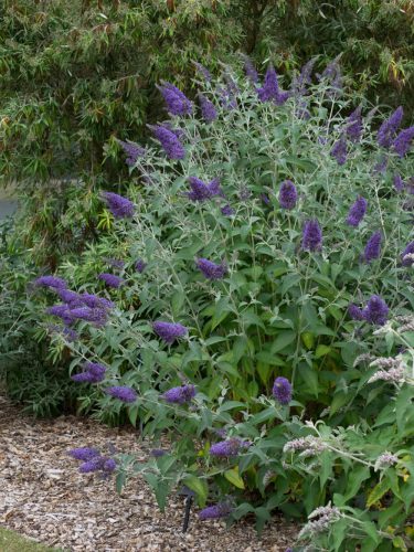 Nyáriorgona  - Buddleja davidii 'Lochinch'