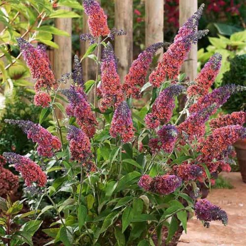 Nyáriorgona  - Buddleja weyeriana 'Flower Power'