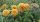 Nyáriorgona 'Golden Glow' fajta - Buddleja weyeriana 'Golden Glow'