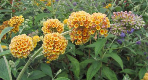 Nyáriorgona 'Golden Glow' fajta - Buddleja weyeriana 'Golden Glow'