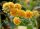 Nyáriorgona  - Buddleja weyeriana 'Sungold'