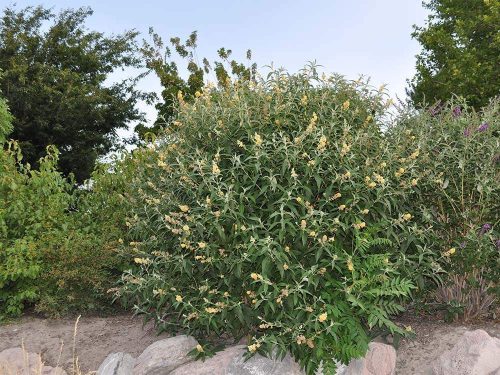 Nyáriorgona  - Buddleja weyeriana 'Sungold'