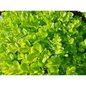   Puszpáng 'Suffruticosa' fajta - Buxus sempervirens 'Suffruticosa' 