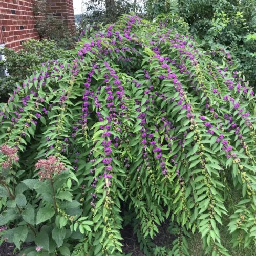 Kínai lilabogyó 'Issai' fajta - Callicarpa dichotoma 'Issai'
