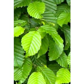 Gyertyán - Carpinus betulus