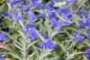 Angol kékszakáll 'Kew Blue' fajta - Caryopteris x clandonensis 'Kew Blue'