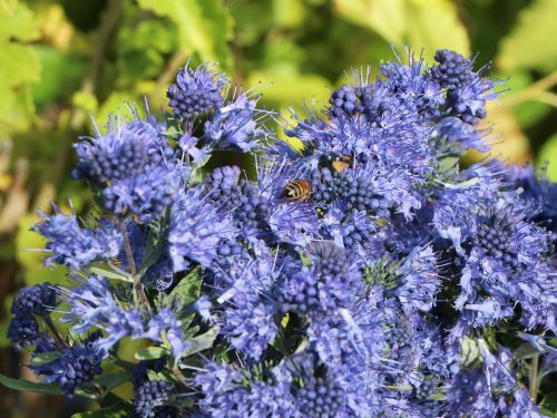 Angol kékszakáll 'Blue Balloon' fajta - Caryopteris x clandonensis 'Blue Balloon'