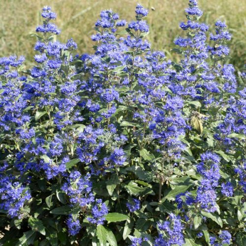 Angol kékszakáll 'Grand Bleu' fajta - Caryopteris x clandonensis 'Grand Bleu'
