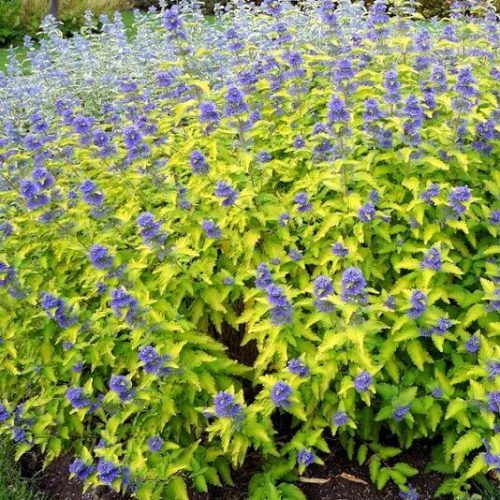 Angol kékszakáll 'Hint of Gold' fajta - Caryopteris x clandonensis 'Hint of Gold'