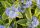 Sárga-tarka levelű angol kékszakáll 'Summer Sorbet' fajta - Caryopteris x clandonensis 'Summer Sorbet'