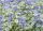 Fehér-tarka levelű angol kékszakáll - Caryopteris x clandonensis 'White Surprise'