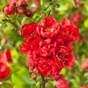   Japán díszbirs 'Red Joy' fajta - Chaenomeles japonica 'Red Joy'