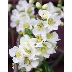   Pompás japánbirs 'Nivalis' fajta - Chaenomeles speciosa 'Nivalis'