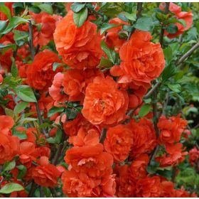 Telt virágú pompás japánbirs 