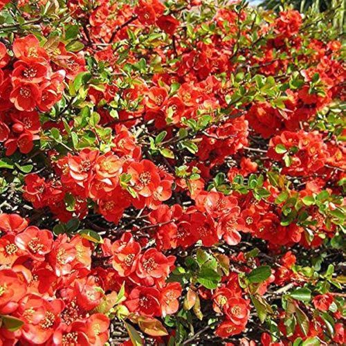 Bíbor japánbirs 'Fire Dance' fajta - Chaenomeles x superba 'Fire Dance'