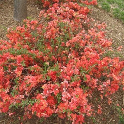 Bíbor japánbirs 'Salmon Horizon' fajta - Chaenomeles x superba 'Salmon Horizon'