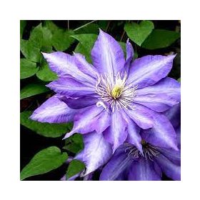   Iszalag 'Daniel Deronda' fajta - Clematis 'Daniel Deronda'